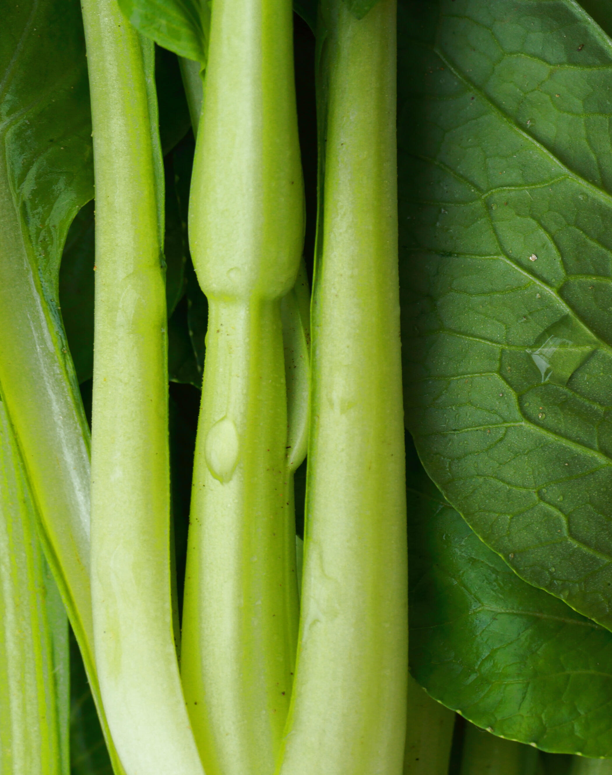 Fresh green stems Close up of green vegetable stems with water droplets in soft natural light