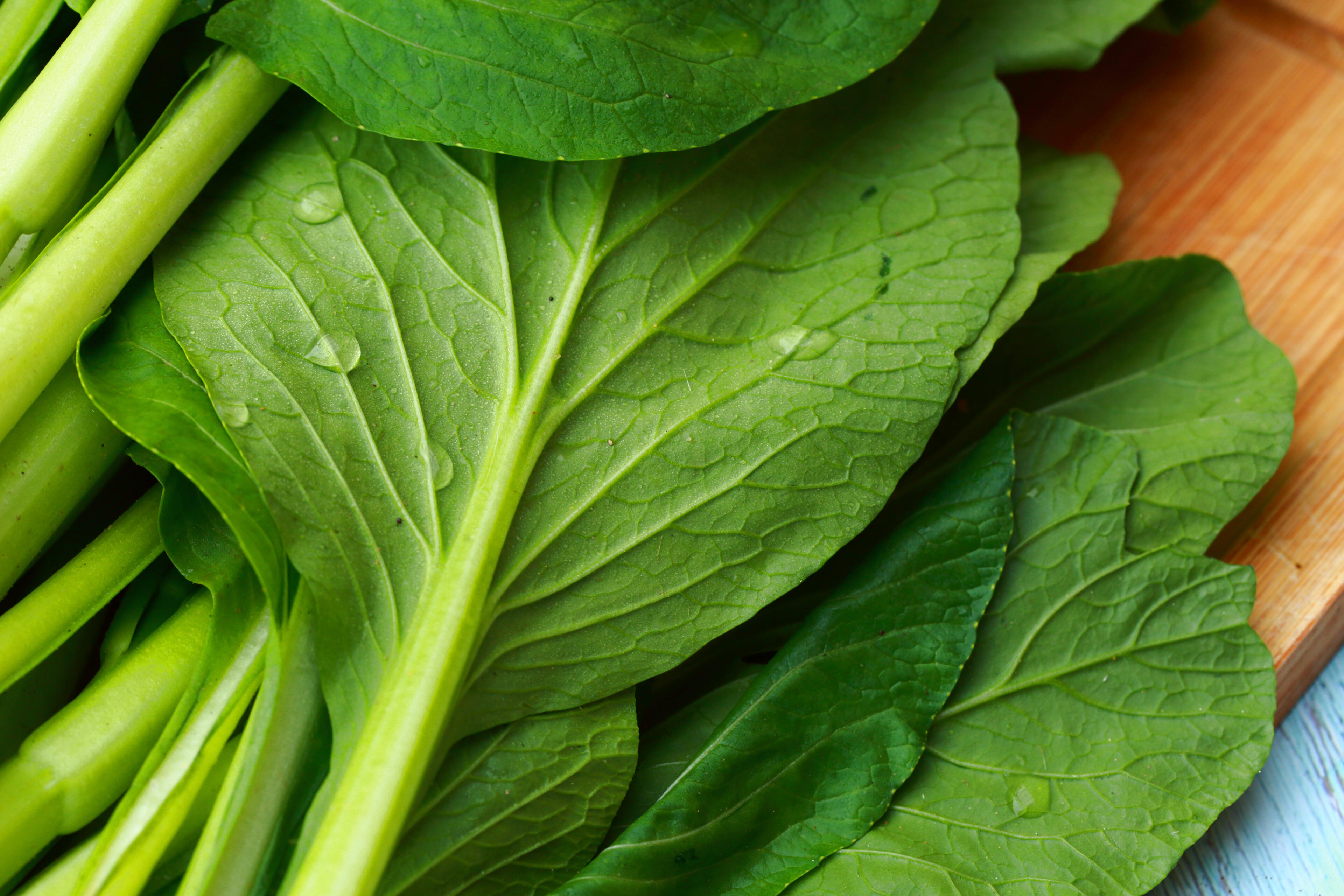 Choi Sum detail Close up of fresh pak choi leaves with water droplets in soft natural light